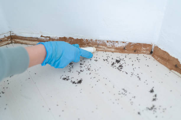 Best Flea Control Services  in Amberley, OH